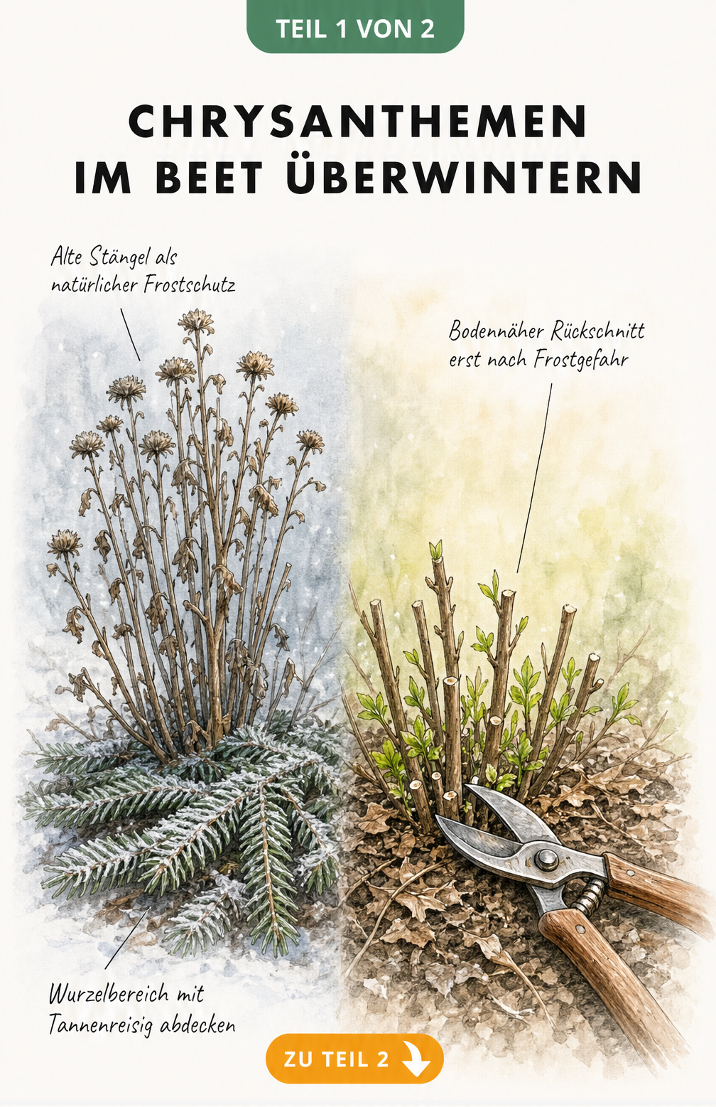 Illustration einer Chrysantheme im Beet im Winter mit Tannenreisig als Frostschutz und im Frühling beim bodennahen Rückschnitt
