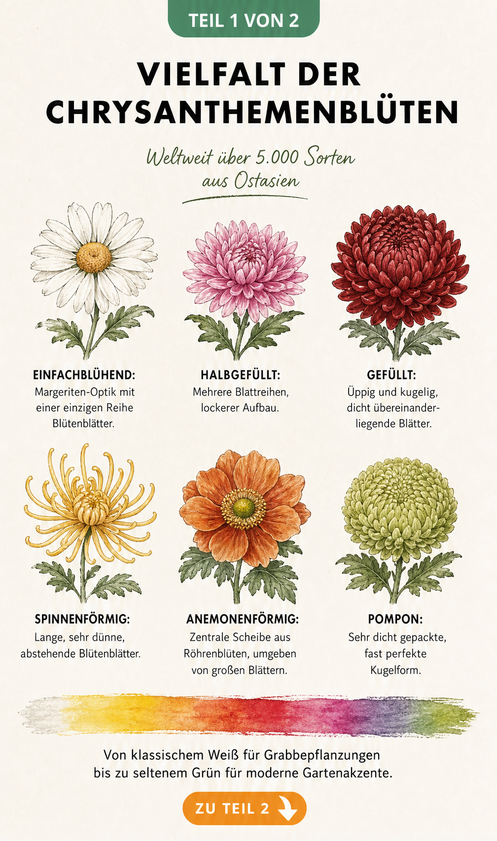 Botanische Illustration von sechs verschiedenen Chrysanthemenblüten mit ihren Wuchsformen und Farben