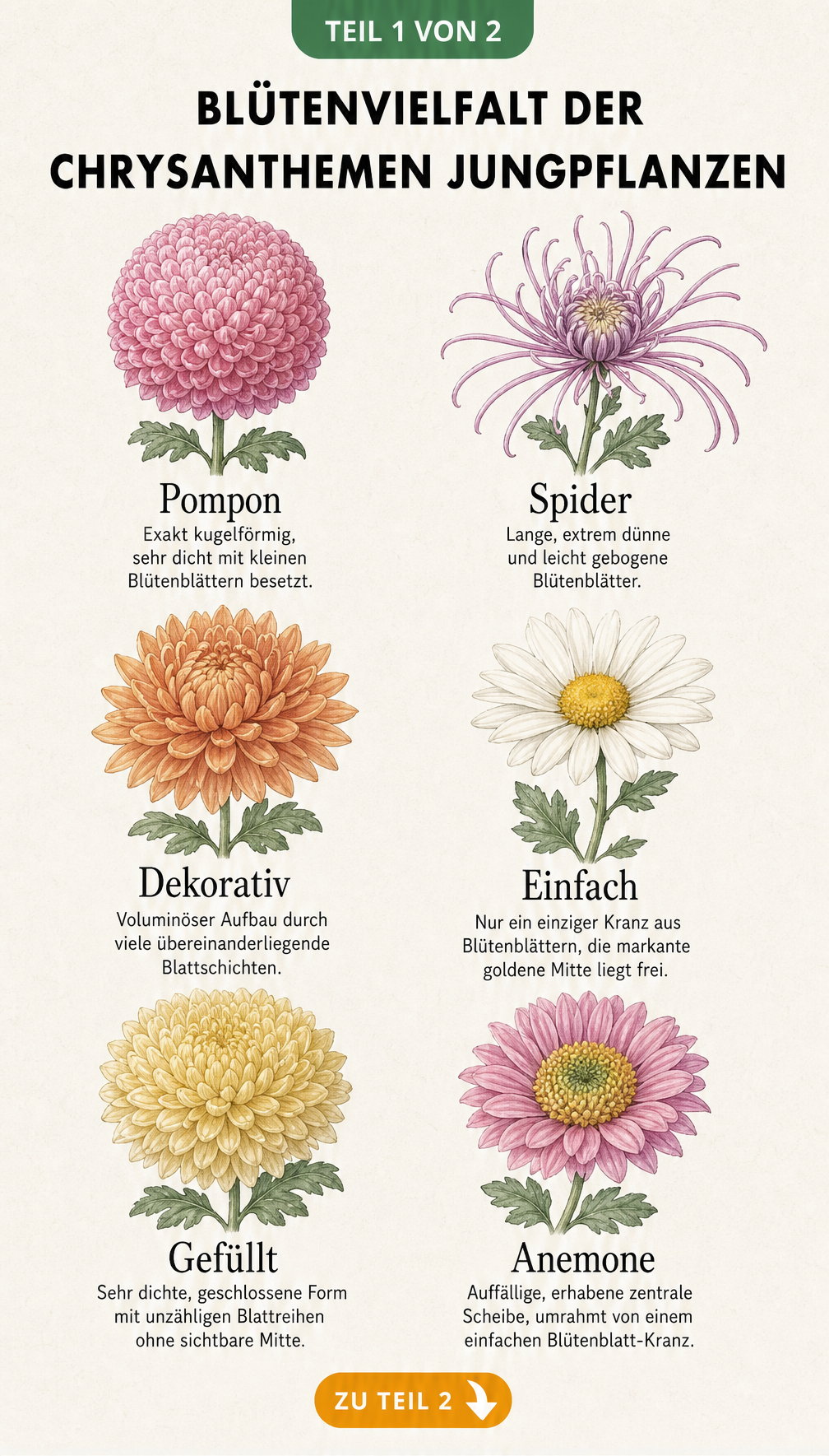 Illustration von sechs verschiedenen Chrysanthemen-Blütenformen wie Pompon, Spider und Anemone mit kurzen Beschreibungen