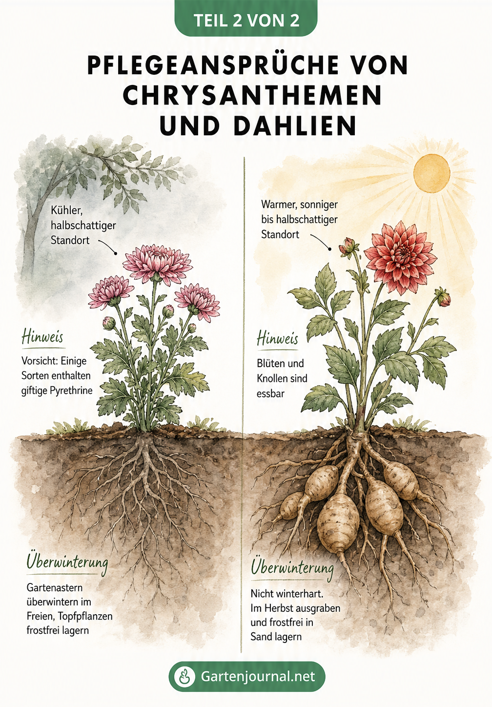 Querschnitt eines Gartenbeets mit Chrysantheme und Dahlie, der Standort, Wurzeln und Pflegeansprüche zeigt