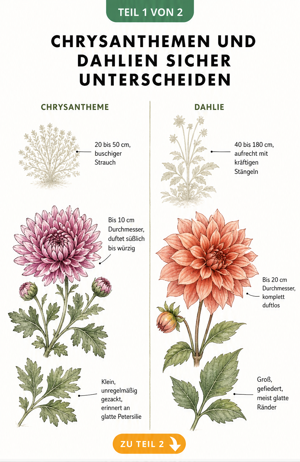 Botanische Illustration von Chrysantheme und Dahlie im Vergleich mit Wuchsform, Blüte und Blatt
