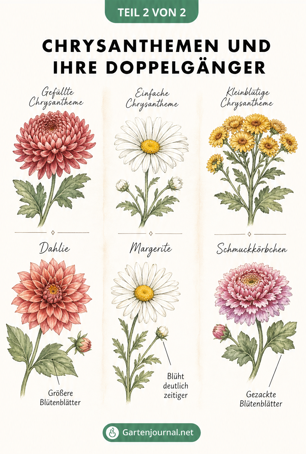 Vergleichsgrafik von Chrysanthemen mit Dahlien, Margeriten und Schmuckkörbchen, die optische Unterschiede wie Blattgröße und Blütezeit zeigt.