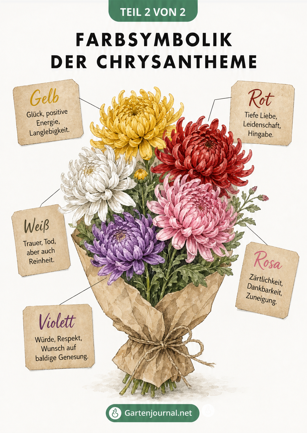 Handgezeichneter Chrysanthemen-Strauß mit Etiketten zur Bedeutung der Blütenfarben Gelb, Rot, Weiß, Rosa und Violett