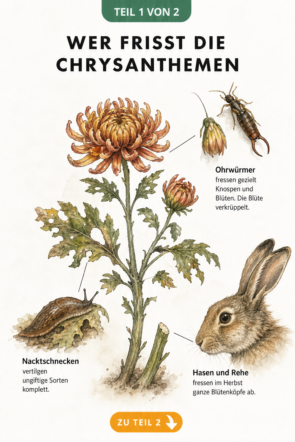 Illustration einer Chrysantheme mit Fraßspuren und den Verursachern Ohrwurm, Nacktschnecke und Feldhase