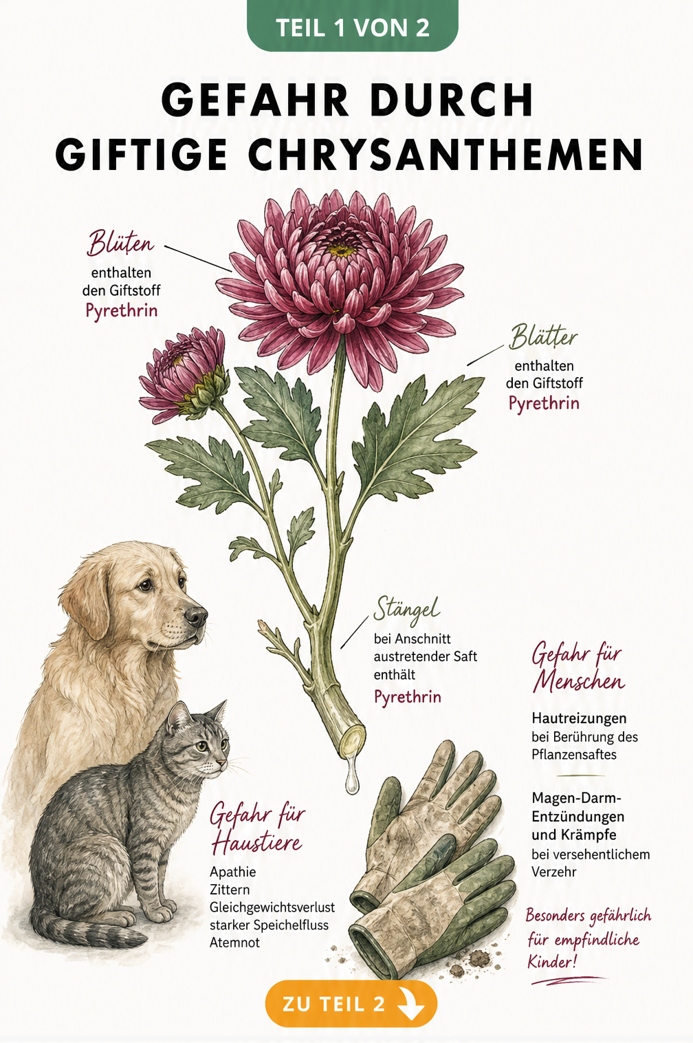 Botanische Illustration einer Chrysantheme mit Hinweisen auf das Gift Pyrethrin, Vergiftungssymptomen bei Hund und Katze sowie Warnungen vor Hautreizungen und...