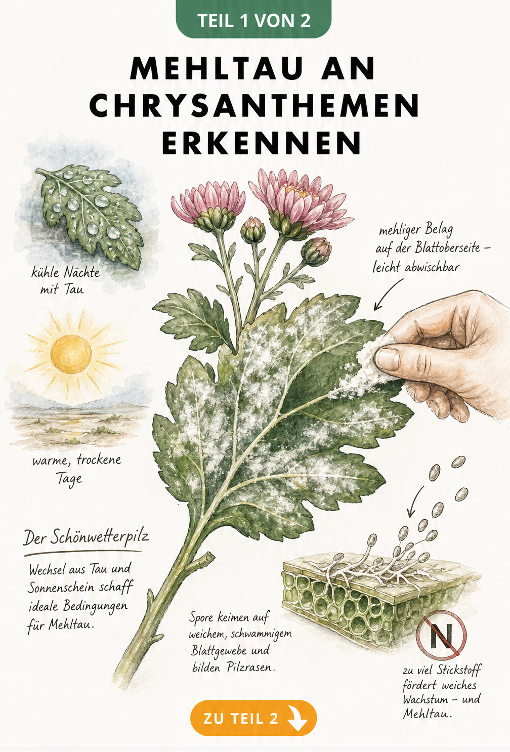 Illustration eines Chrysanthemen-Blattes mit weißem, abwischbarem Mehltau-Belag und Ursachen wie Morgentau und Trockenheit.