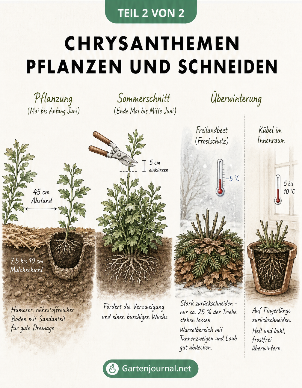 Illustration zum Pflanzen, Schneiden und Überwintern von Chrysanthemen, inklusive Pflanzabstand, Sommerschnitt und Frostschutz im Freiland sowie im Kübel.