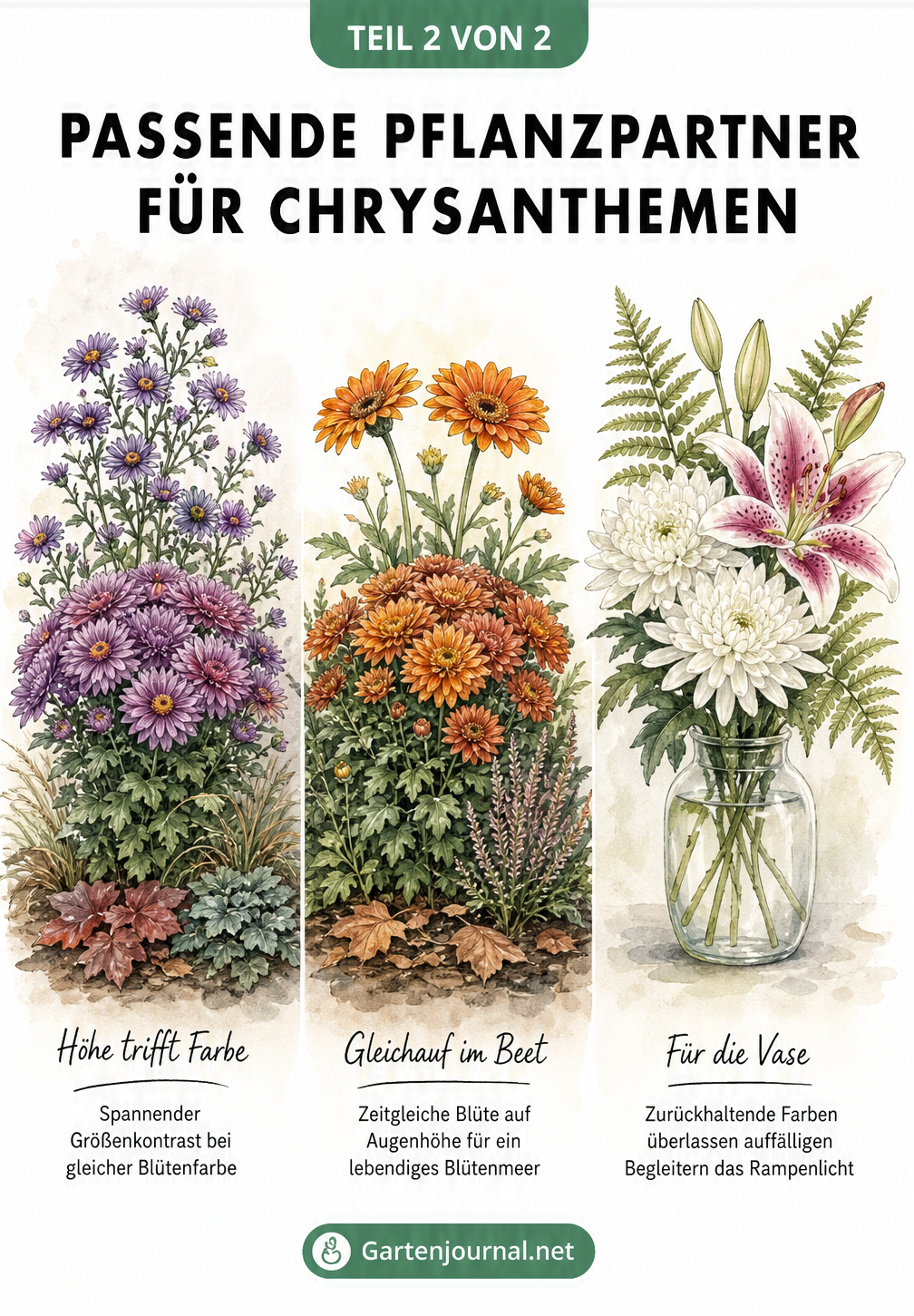 Drei illustrierte Pflanzenkombinationen mit Chrysanthemen: mit Herbstaster, Gerbera und als Schnittblume mit Lilie in einer Vase.