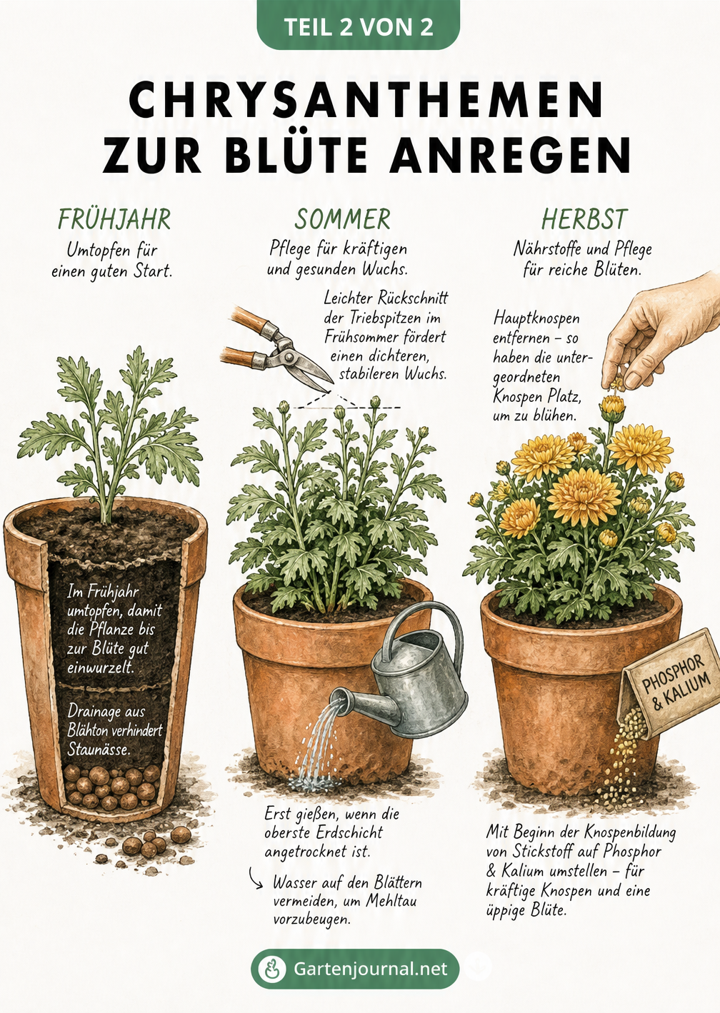 Illustration von drei Terrakotta-Töpfen, die die Pflege von Chrysanthemen im Frühjahr, Sommer und Herbst zur Förderung der Blüte darstellen.
