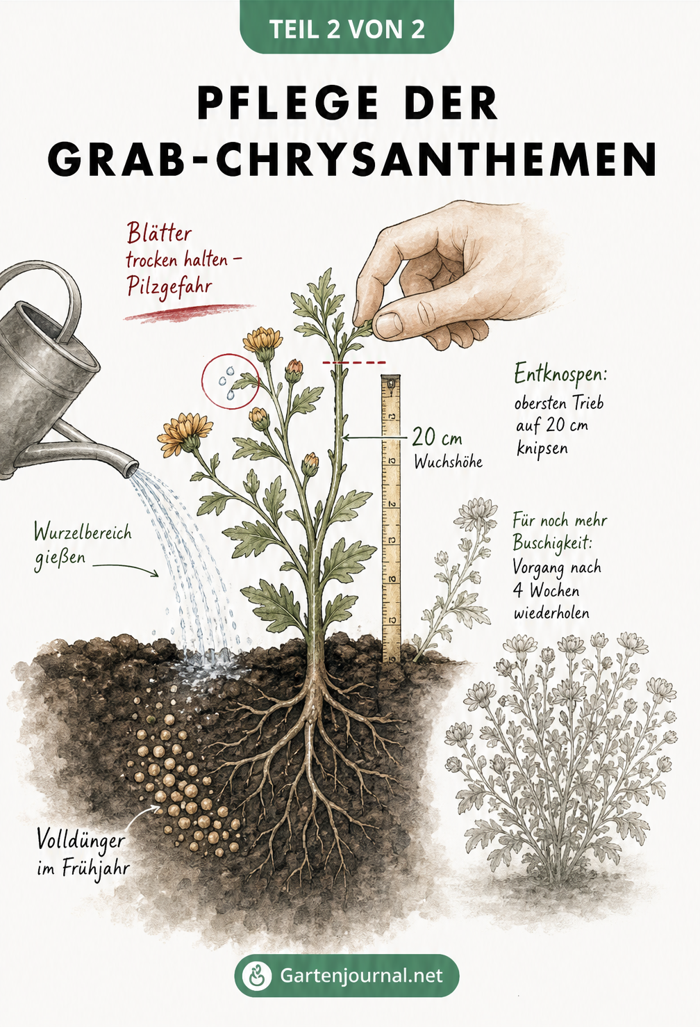 Zeichnung zur Pflege von Grab-Chrysanthemen: Richtiges Gießen im Wurzelbereich und Entknospen für buschigen Wuchs