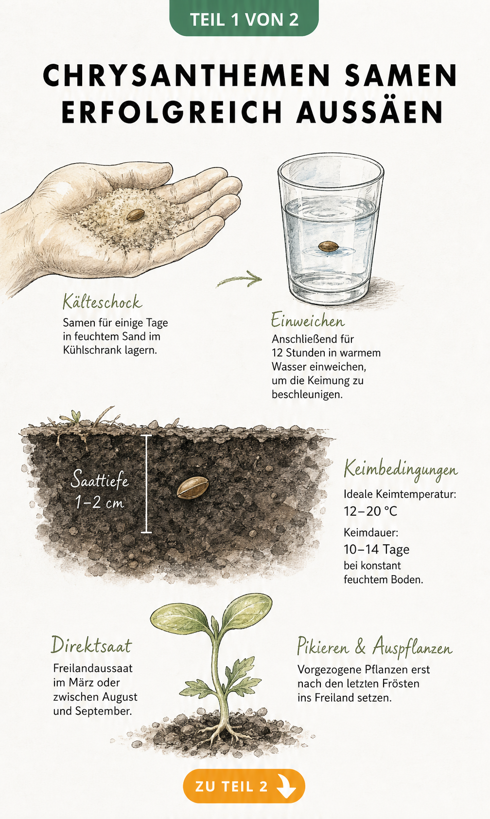 Botanische Illustration der Aussaat von Chrysanthemen-Samen, vom Kälteschock im Sand über die Keimung bis zum jungen Sämling.