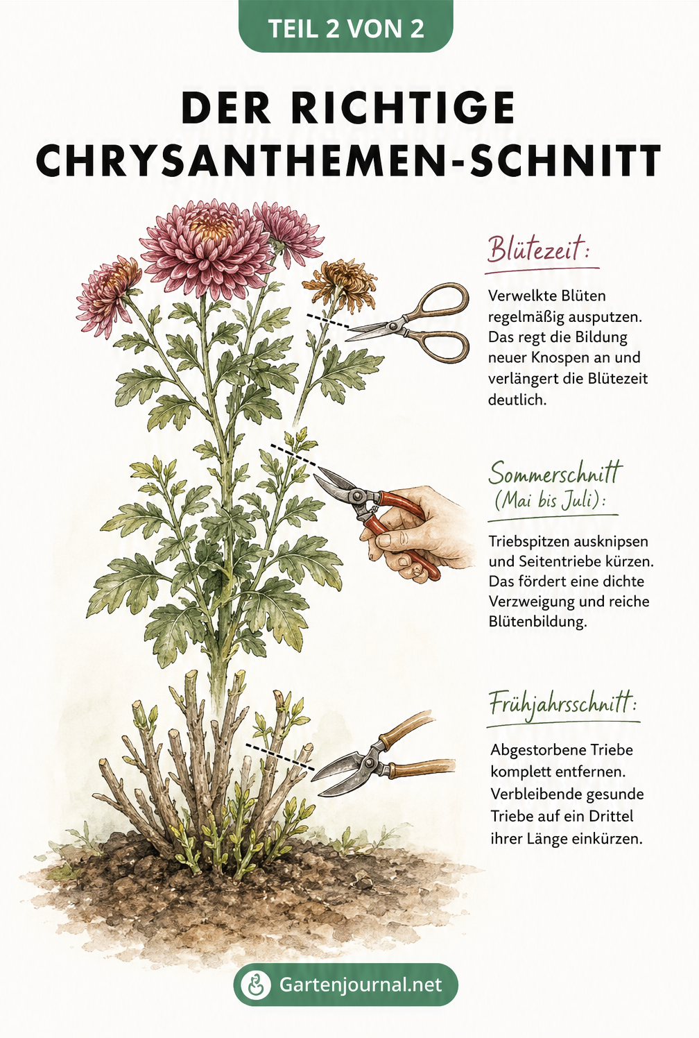 Skizze zum richtigen Rückschnitt von Chrysanthemen im Frühjahr, Sommer und Herbst