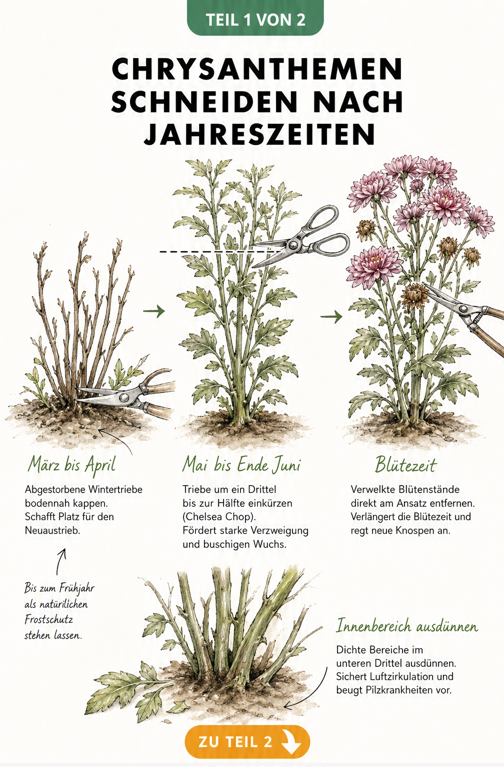 Illustration der drei Wachstumsphasen einer Chrysantheme mit den passenden Schnittmaßnahmen im Frühjahr, Sommer und zur Blütezeit