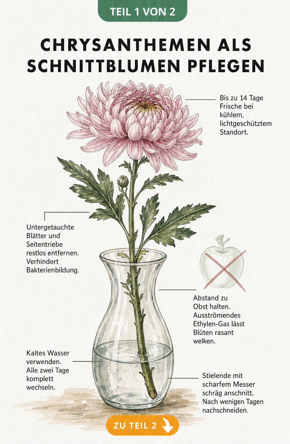 Botanische Illustration einer Chrysantheme in einer Glasvase mit Pflegetipps für Schnittblumen