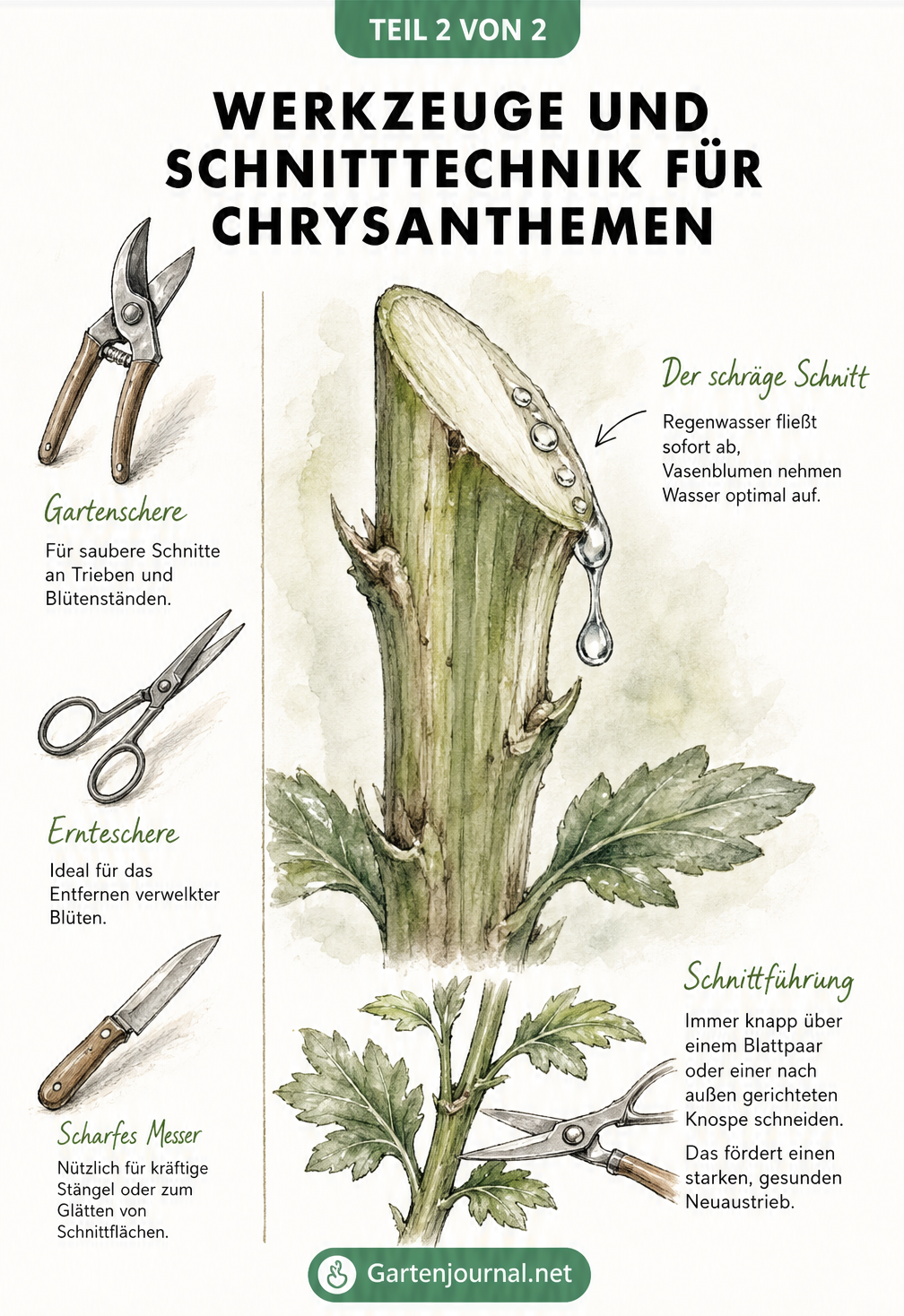 Detailzeichnung eines schräg durchtrennten Chrysanthemen-Triebs und passender Gartenwerkzeuge für den Schnitt