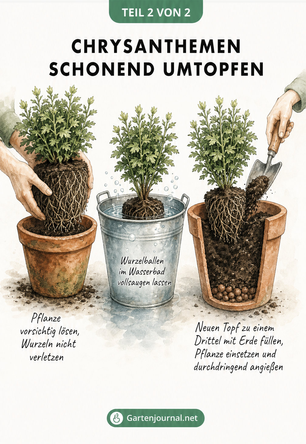 Illustration von drei Schritten zum Umtopfen einer Chrysantheme: Pflanze lösen, Wurzelballen wässern und in neuen Topf setzen.