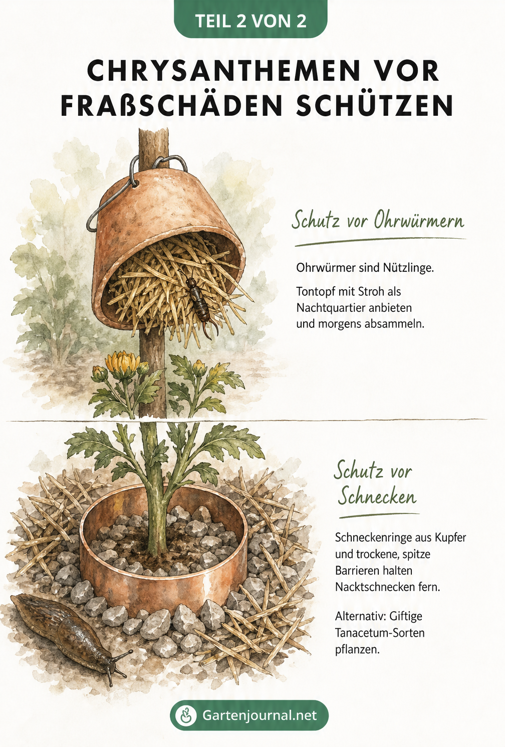 Zeichnung von Schutzmaßnahmen für Chrysanthemen: Ein Tontopf mit Stroh gegen Ohrwürmer und ein Kupferring gegen Schnecken
