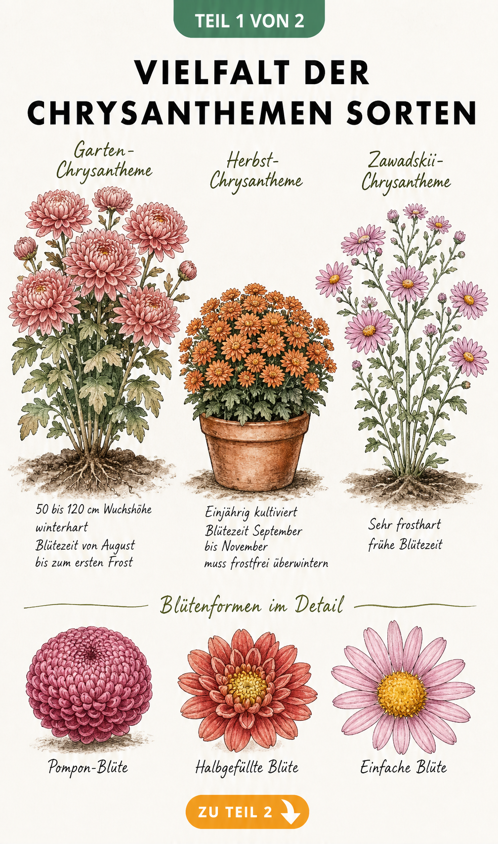 Illustration verschiedener Chrysanthemen-Sorten wie Garten-Chrysantheme, Herbst-Chrysantheme und Zawadskii-Chrysantheme sowie Nahaufnahmen von Pompon-,...