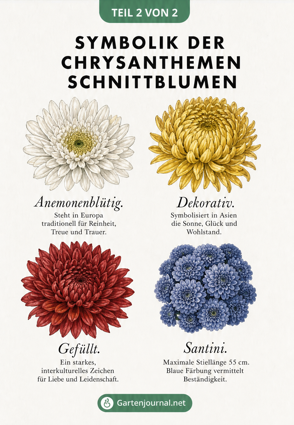 Illustration von vier verschiedenen Chrysanthemen-Blüten mit Erklärungen zu Sorten und Farbsymbolik