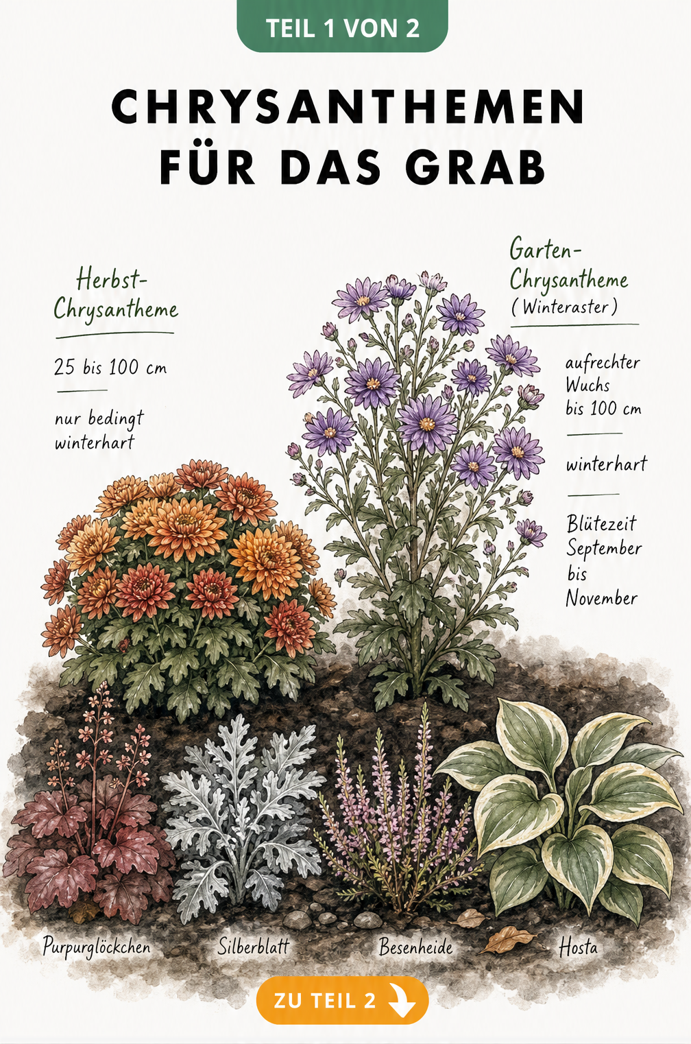 Botanische Illustration von Herbst-Chrysantheme und Garten-Chrysantheme mit Begleitpflanzen für das Grab