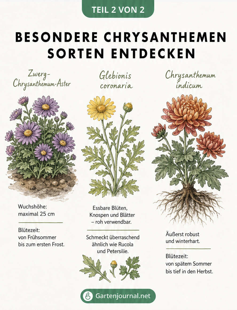 Illustration dreier Chrysanthemen-Sorten: Zwerg-Chrysanthemum-Aster, Glebionis coronaria und Chrysanthemum indicum mit ihren Eigenschaften.