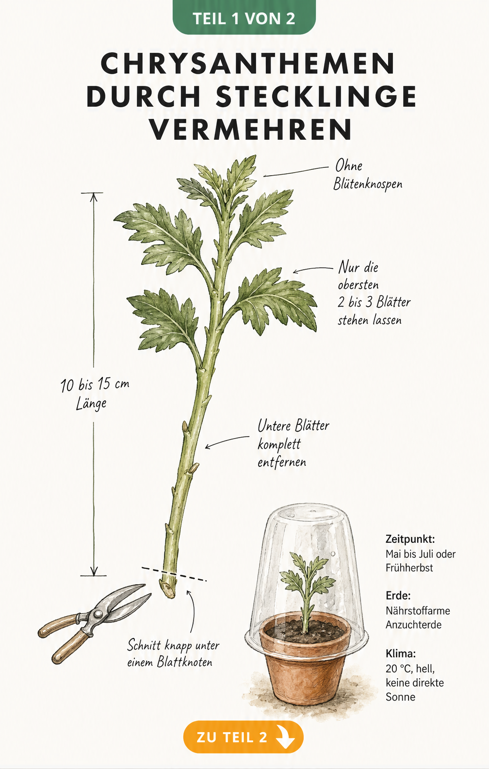 Illustration einer Chrysantheme, die im Beet ausgegraben und mit einem Spaten geteilt wird, um sie zu vermehren.