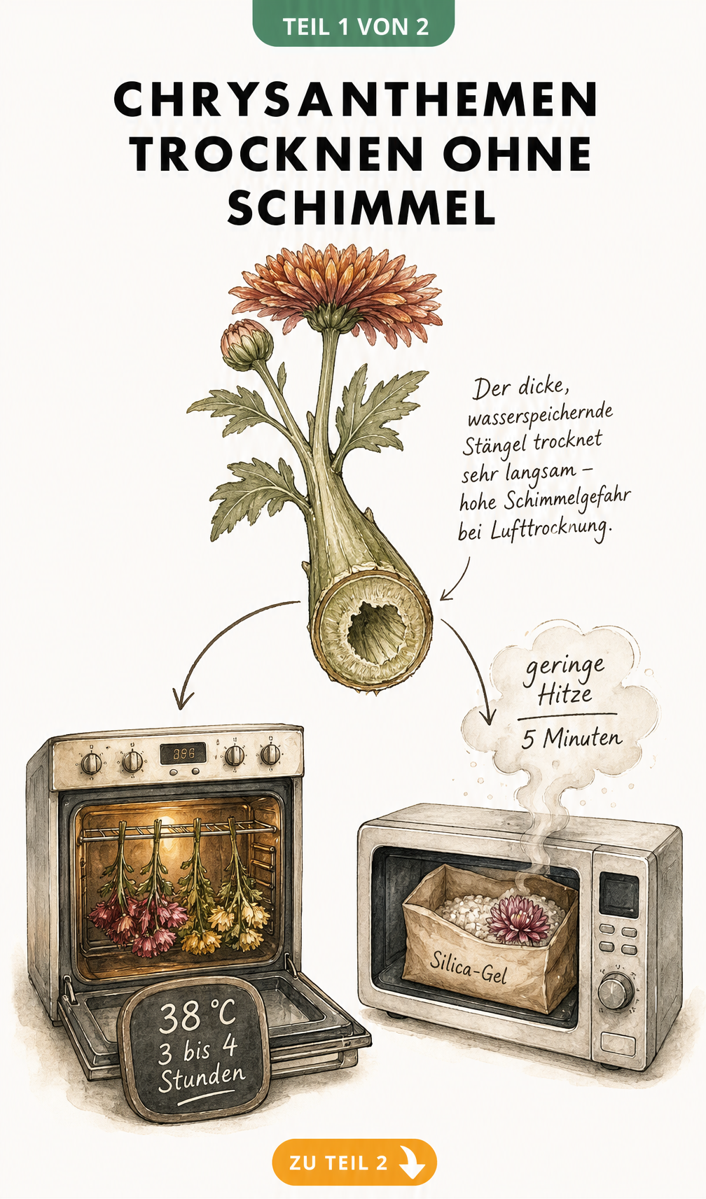Botanische Skizze eines Chrysanthemen-Stiels mit Anleitungen zum Trocknen im Backofen und in der Mikrowelle
