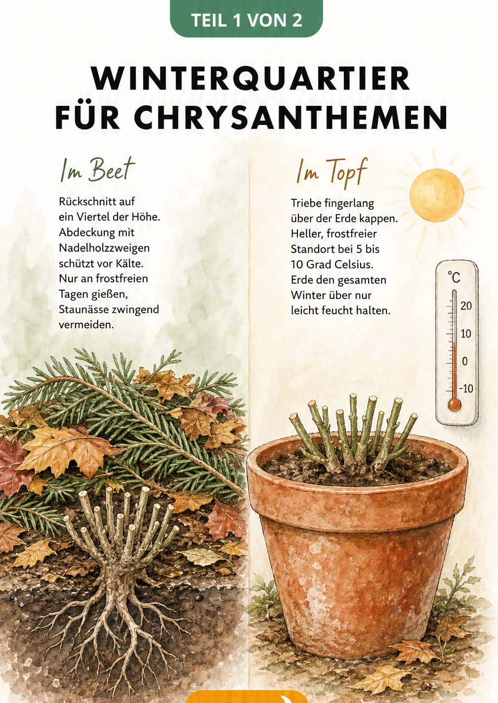Illustration zur Überwinterung von Chrysanthemen im Beet und im Topf