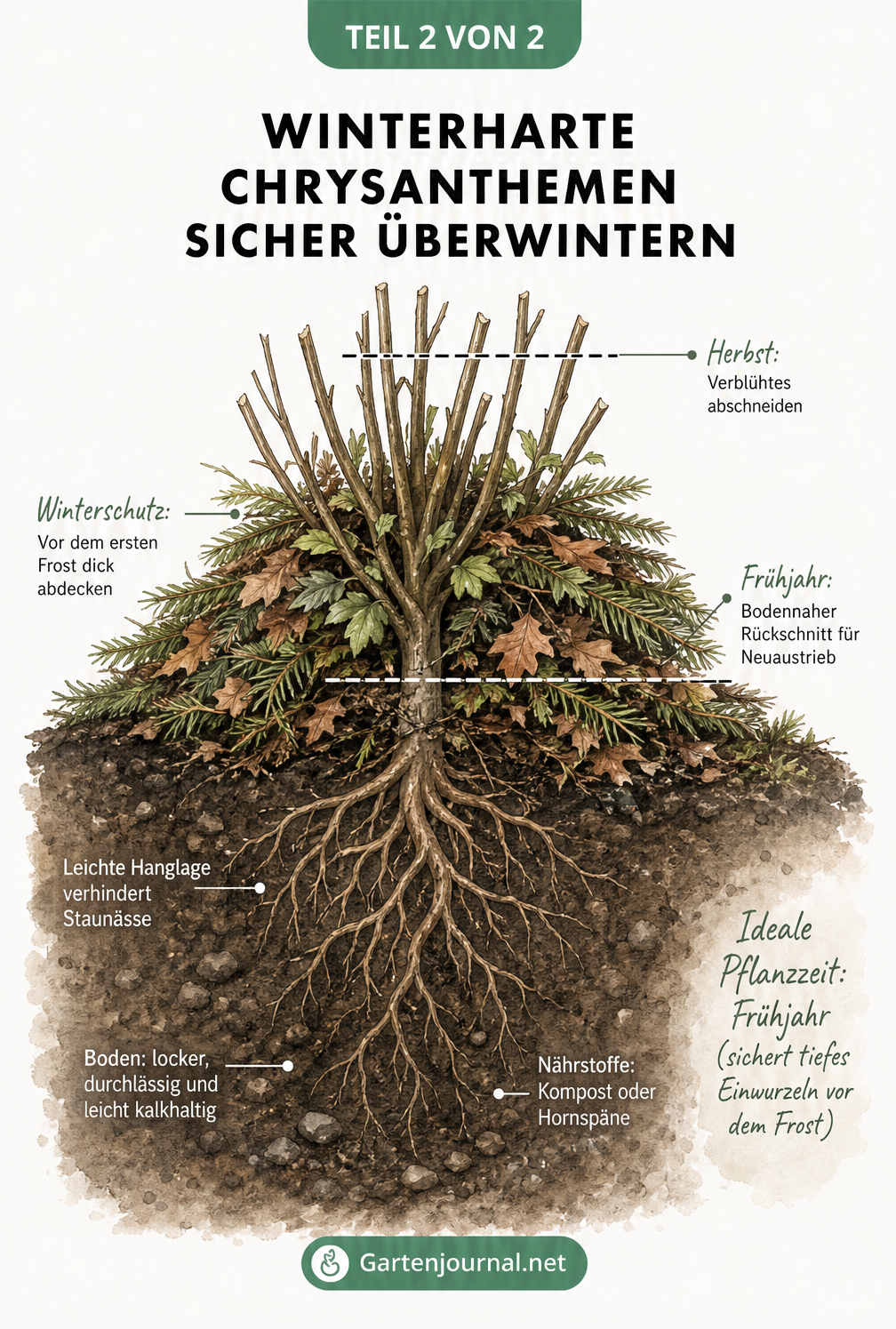 Querschnitt einer Garten-Chrysantheme im Beet mit Winterschutz aus Tannenreisig und Herbstlaub