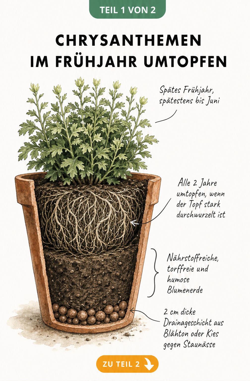 Querschnitt eines bepflanzten Terrakotta-Topfes mit einer Chrysantheme, der Wurzelwachstum, Blumenerde und Drainageschicht zeigt.