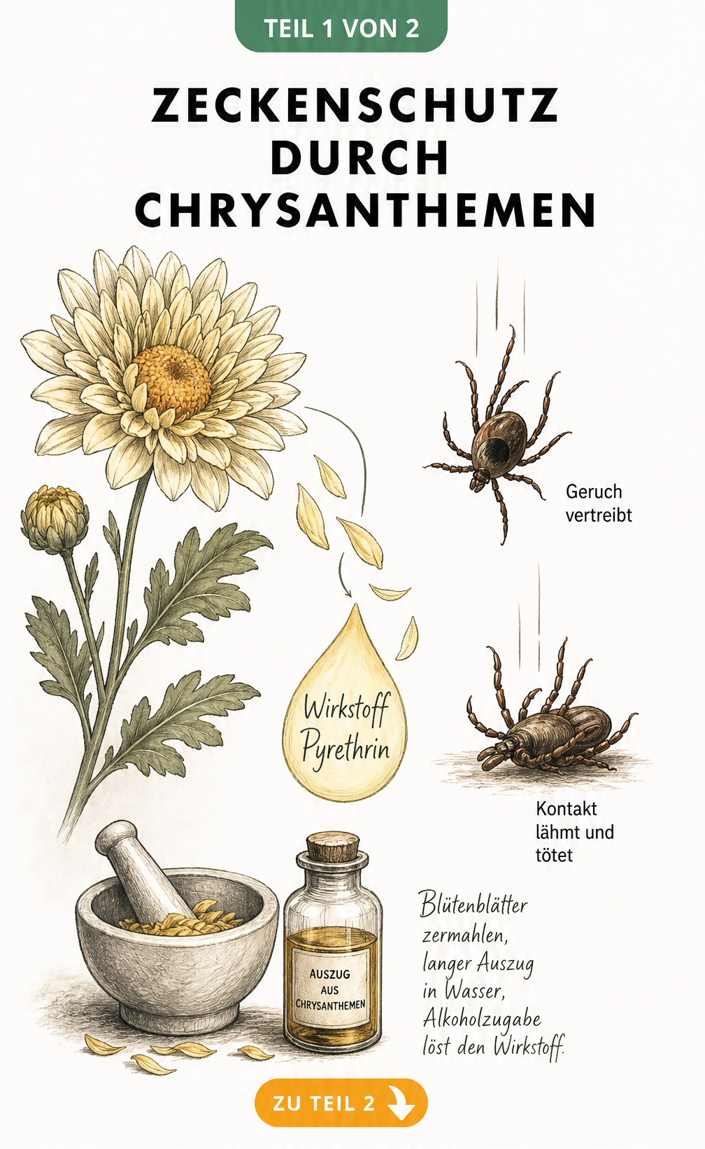 Botanische Illustration einer Chrysanthemenblüte mit Erklärung des Wirkstoffs Pyrethrin gegen Zecken