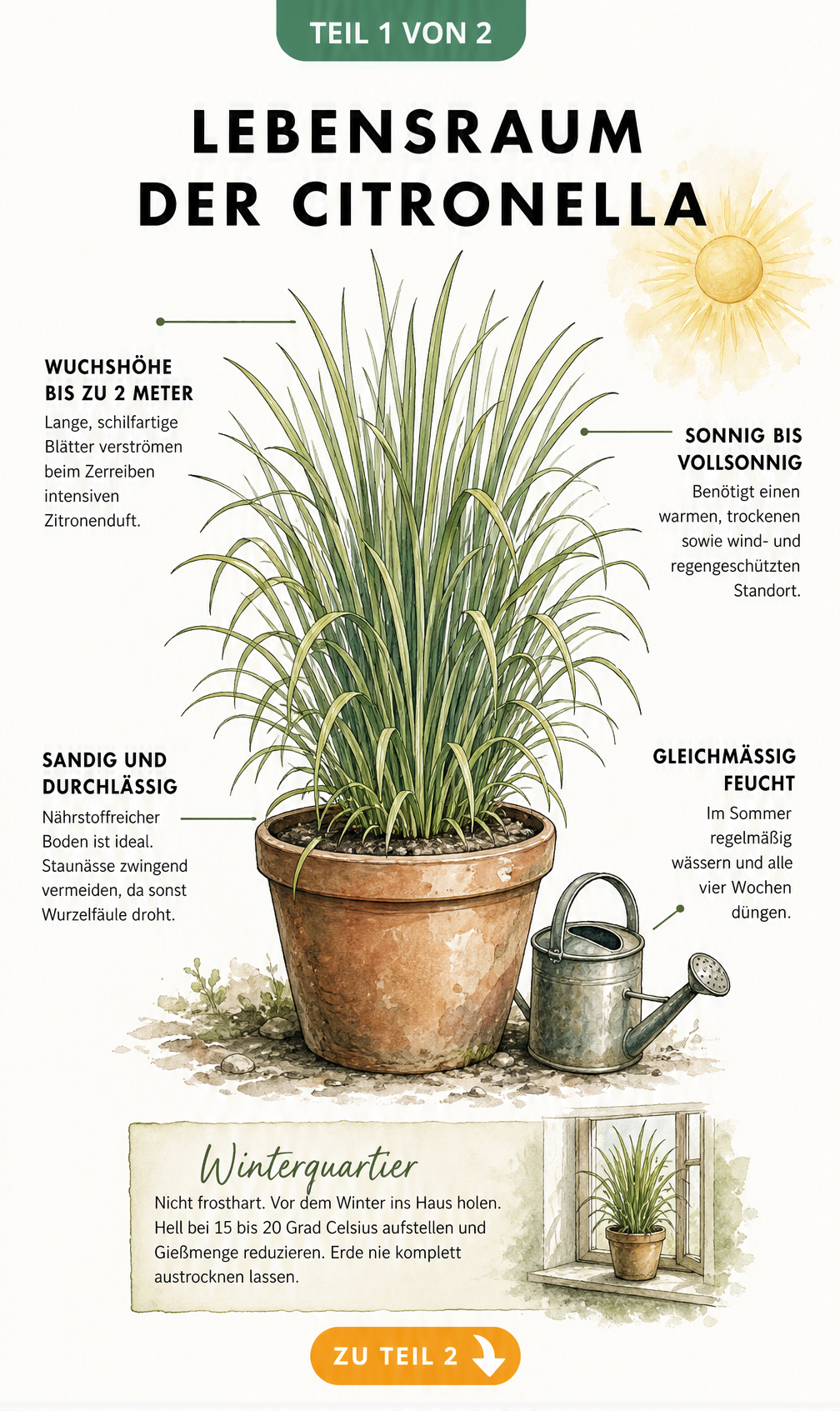 Botanische Illustration einer Citronella-Pflanze im Terrakotta-Topf mit Pflegehinweisen zu Standort, Boden und Überwinterung