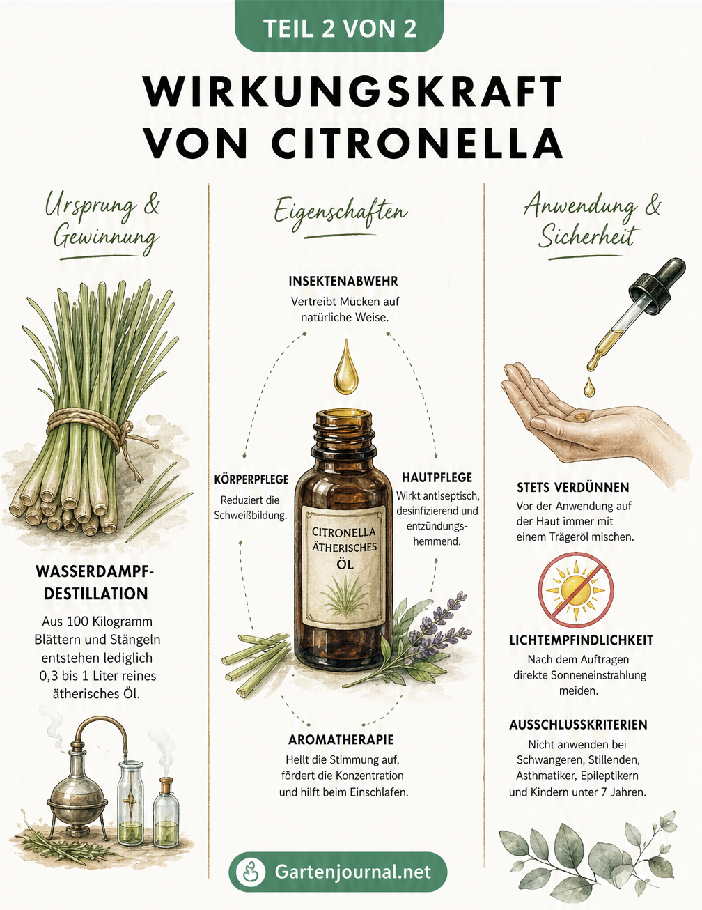Apotheker-Tafel zur Gewinnung und Wirkung von Citronellaöl mit Hinweisen zu Insektenabwehr, Hautpflege und Aromatherapie