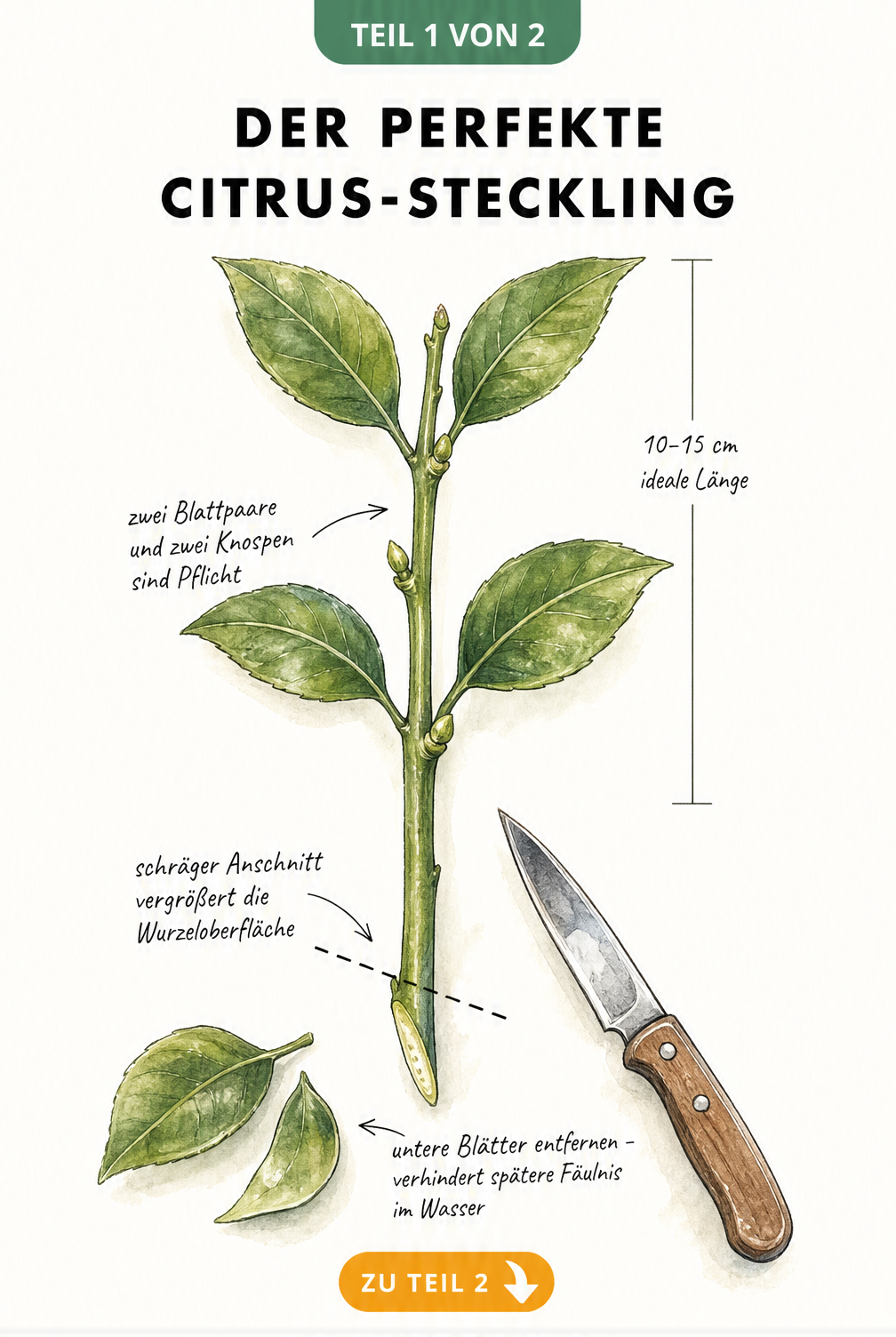 Illustration eines halb verholzten Zitruszweiges mit Maßlinie, schrägem Anschnitt und entfernten unteren Blättern