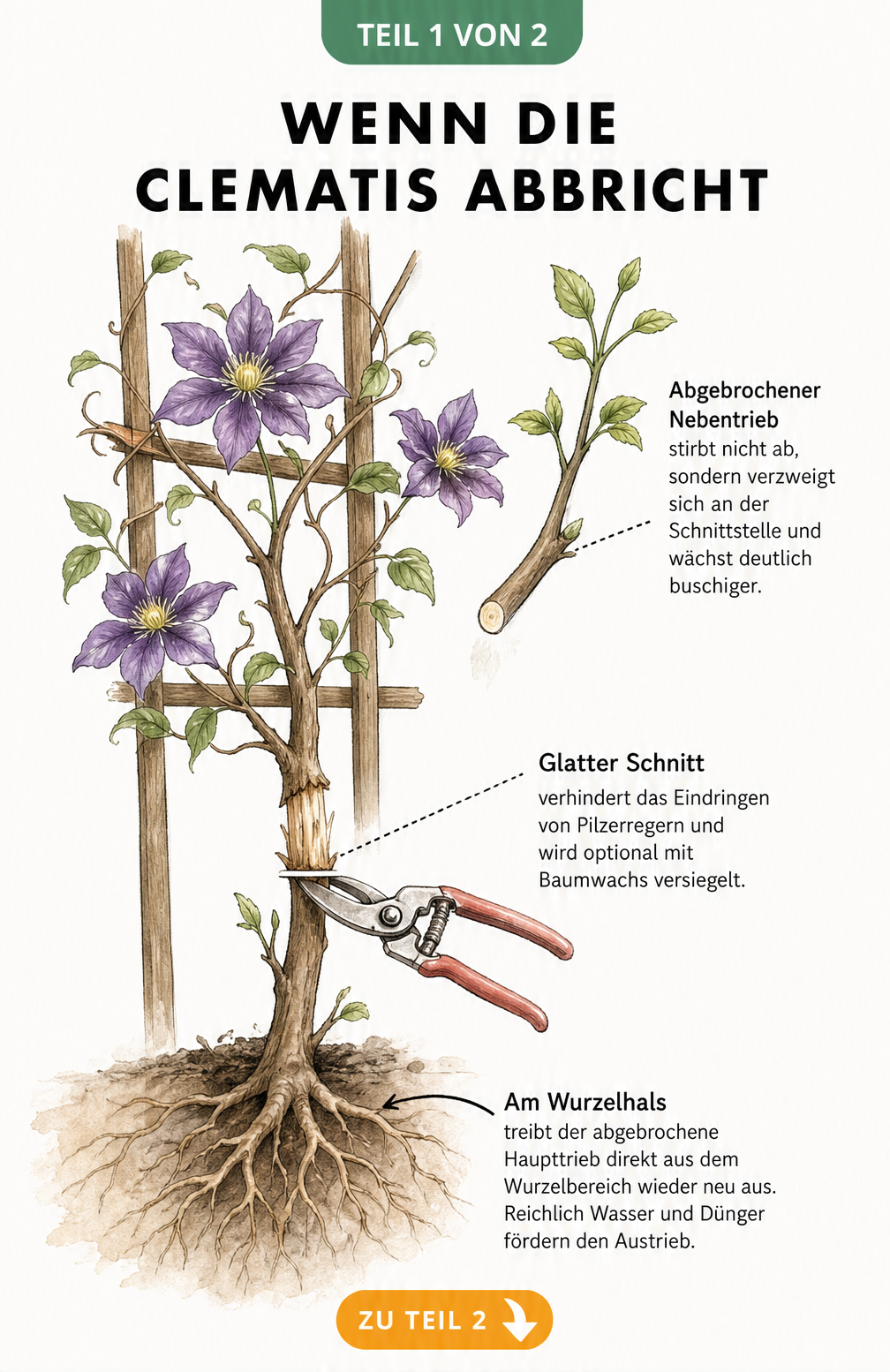 Botanische Illustration einer Clematis mit abgebrochenem Haupttrieb und einer Gartenschere, die einen sauberen Schnitt ansetzt.