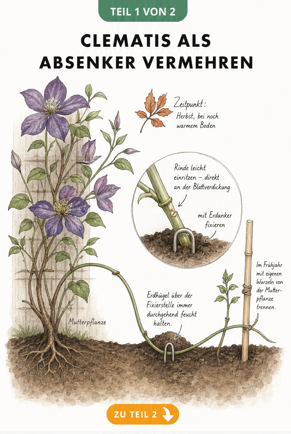Botanische Illustration: Clematis durch Absenker vermehren, Trieb in Erdmulde fixiert