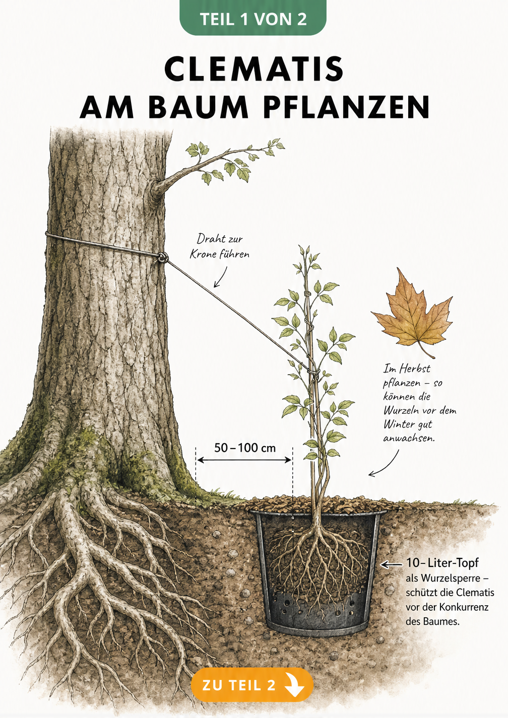 Querschnitt-Illustration einer Clematis, die mit 50 bis 100 cm Abstand neben einem Baumstamm gepflanzt ist, geschützt durch eine Wurzelsperre.