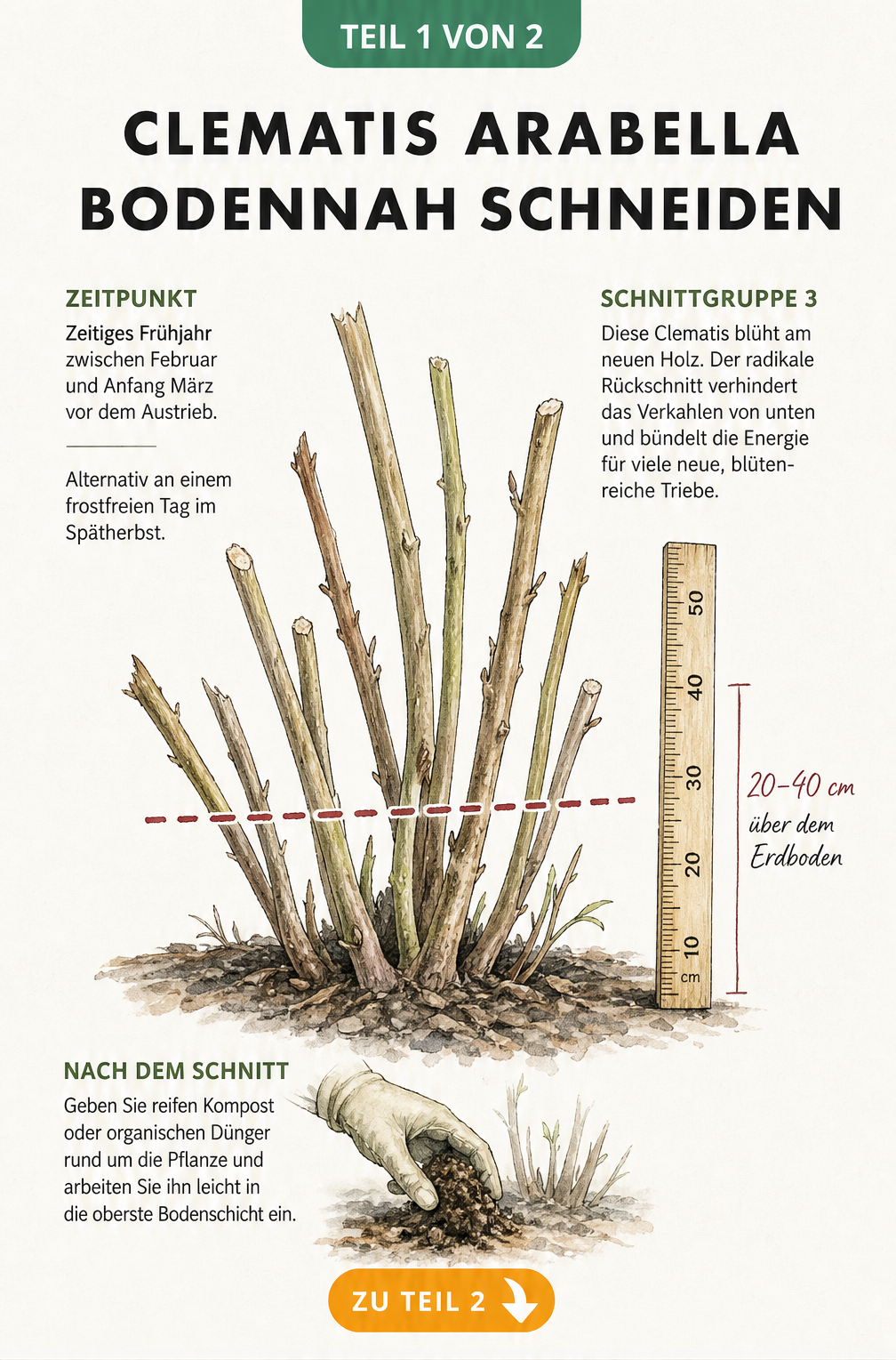 Illustration einer Clematis Arabella mit Schnittkante auf 20 bis 40 Zentimetern Höhe über dem Boden