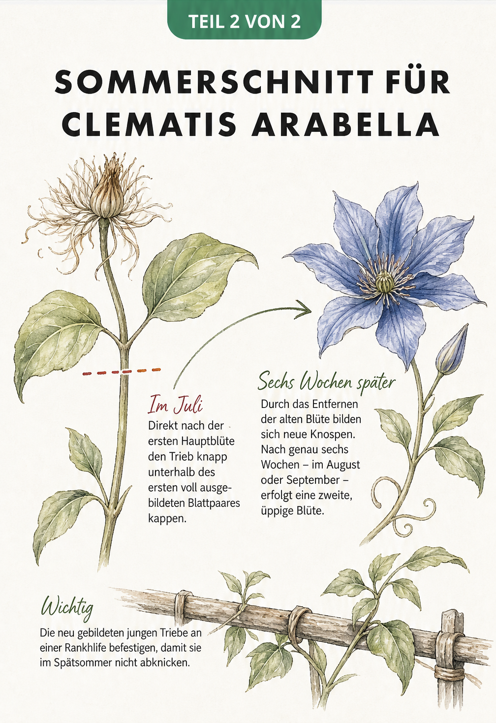 Nahaufnahme eines Clematis-Triebs mit Schnittmarkierung unterhalb des ersten Blattpaares nach der Blüte