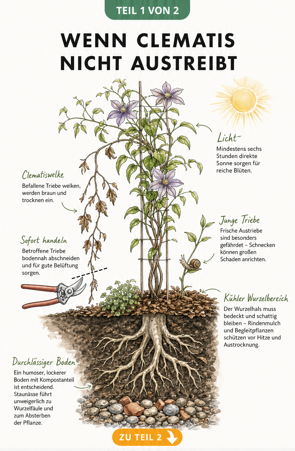 Botanische Querschnitt-Illustration einer Clematis mit oberirdischen und unterirdischen Bereichen, die ideale Bedingungen und Gefahren wie Clematiswelke und...