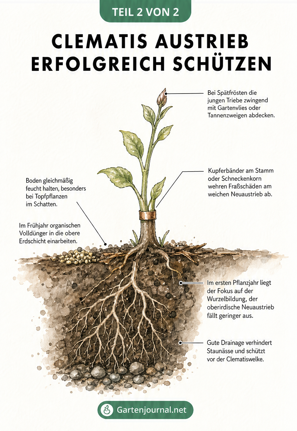 Querschnitt-Zeichnung einer Clematis mit Wurzelballen und jungem Austrieb, inklusive Tipps zu Drainage, Düngung und Frostschutz.