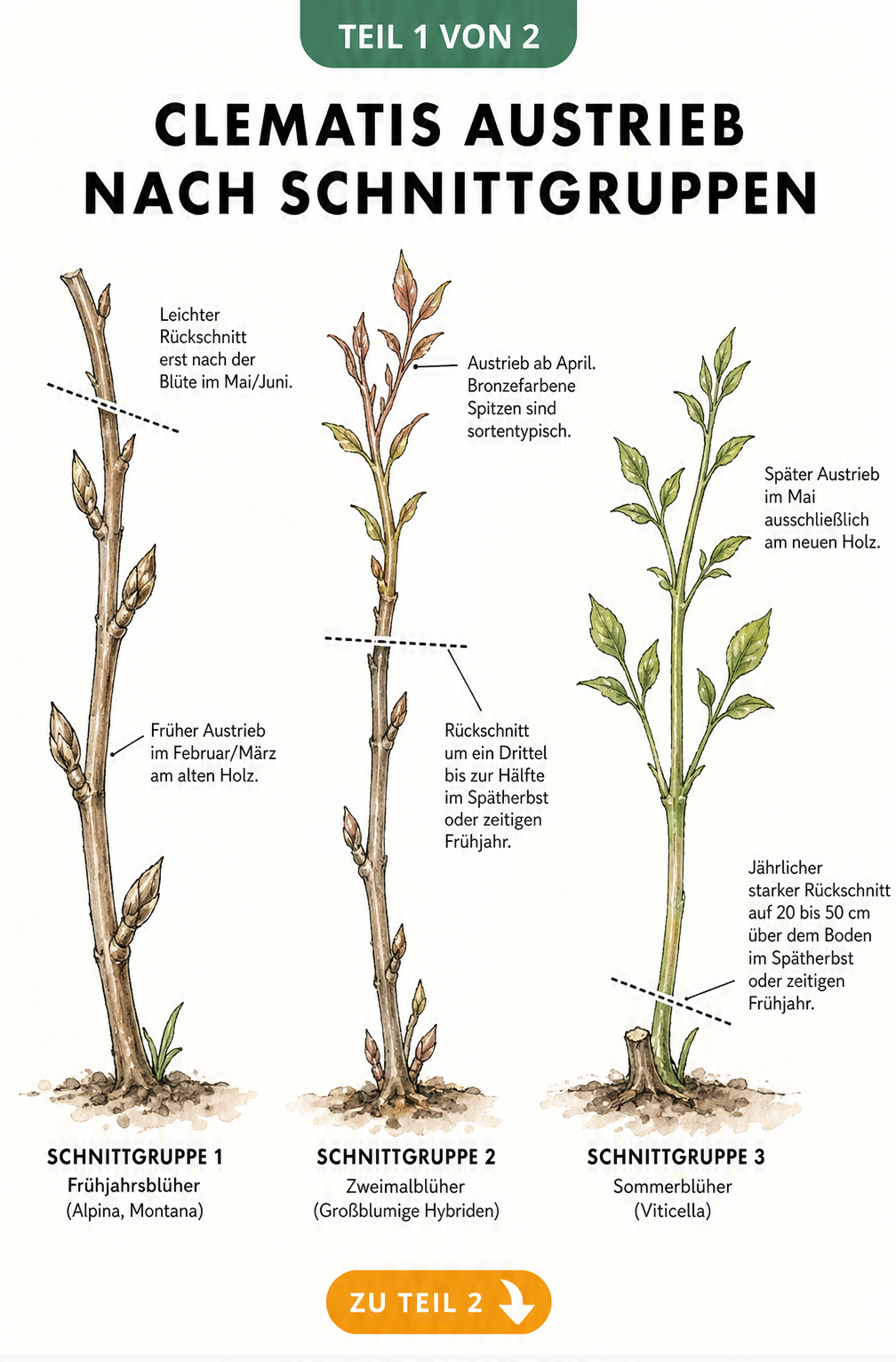 Illustration von drei Clematis-Ranken, die den Austrieb und Rückschnitt der Schnittgruppen 1, 2 und 3 zeigen.