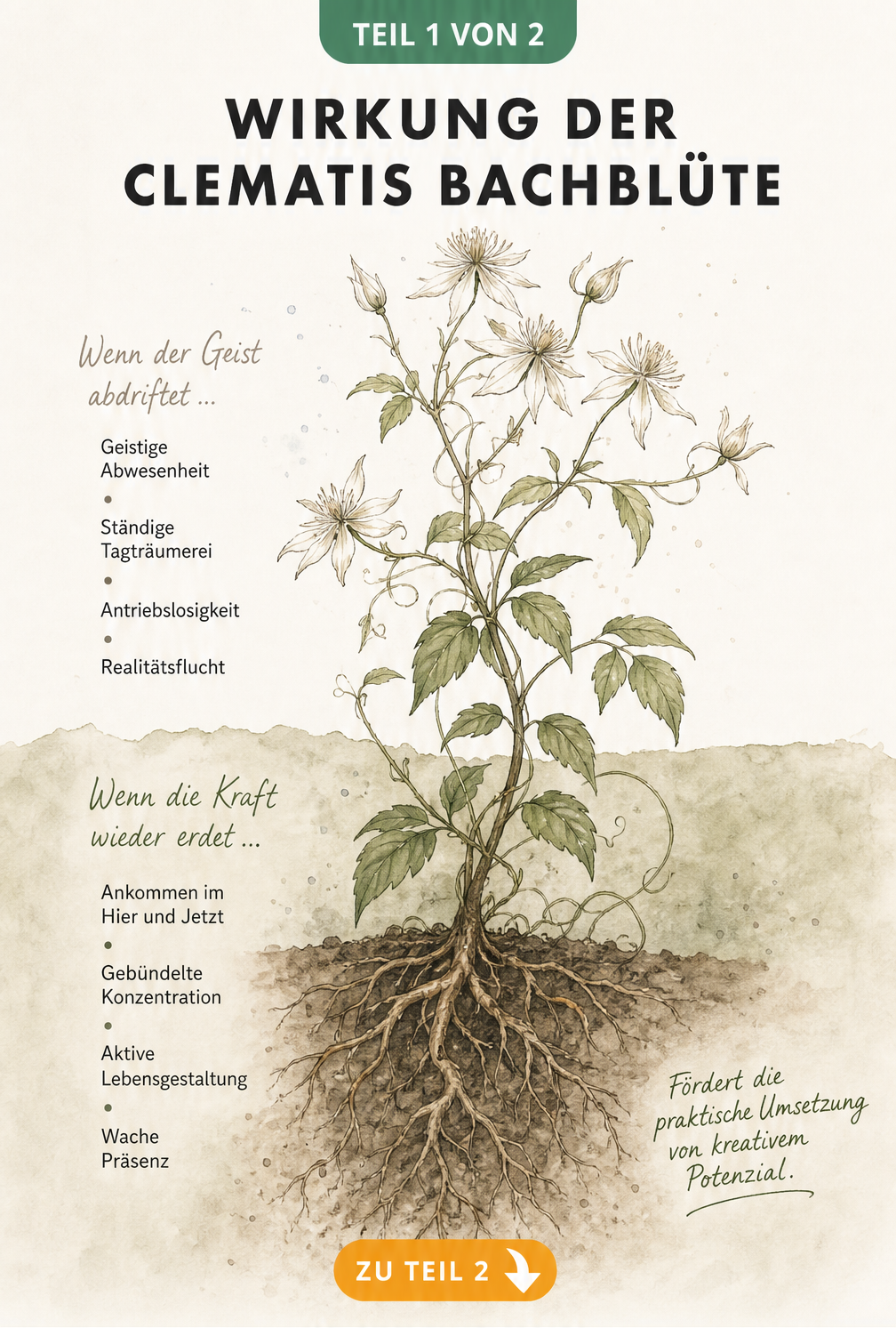 Botanische Illustration der Clematis vitalba, die den Wandel von Zerstreutheit zu Erdung durch die Bachblüte zeigt