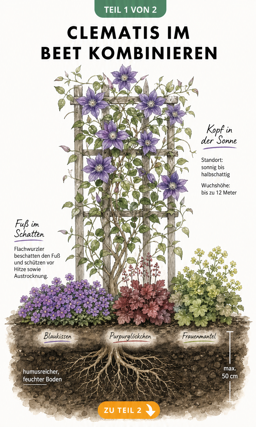 Botanische Illustration einer Clematis am Rankgitter mit Unterpflanzung durch Blaukissen, Purpurglöckchen und Frauenmantel