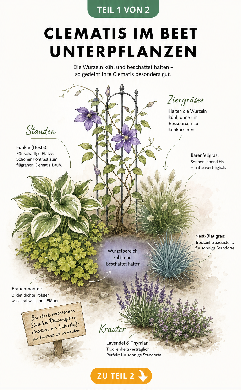 Aquarell-Illustration einer Clematis im Beet mit Unterpflanzung durch Stauden, Ziergräser und Kräuter