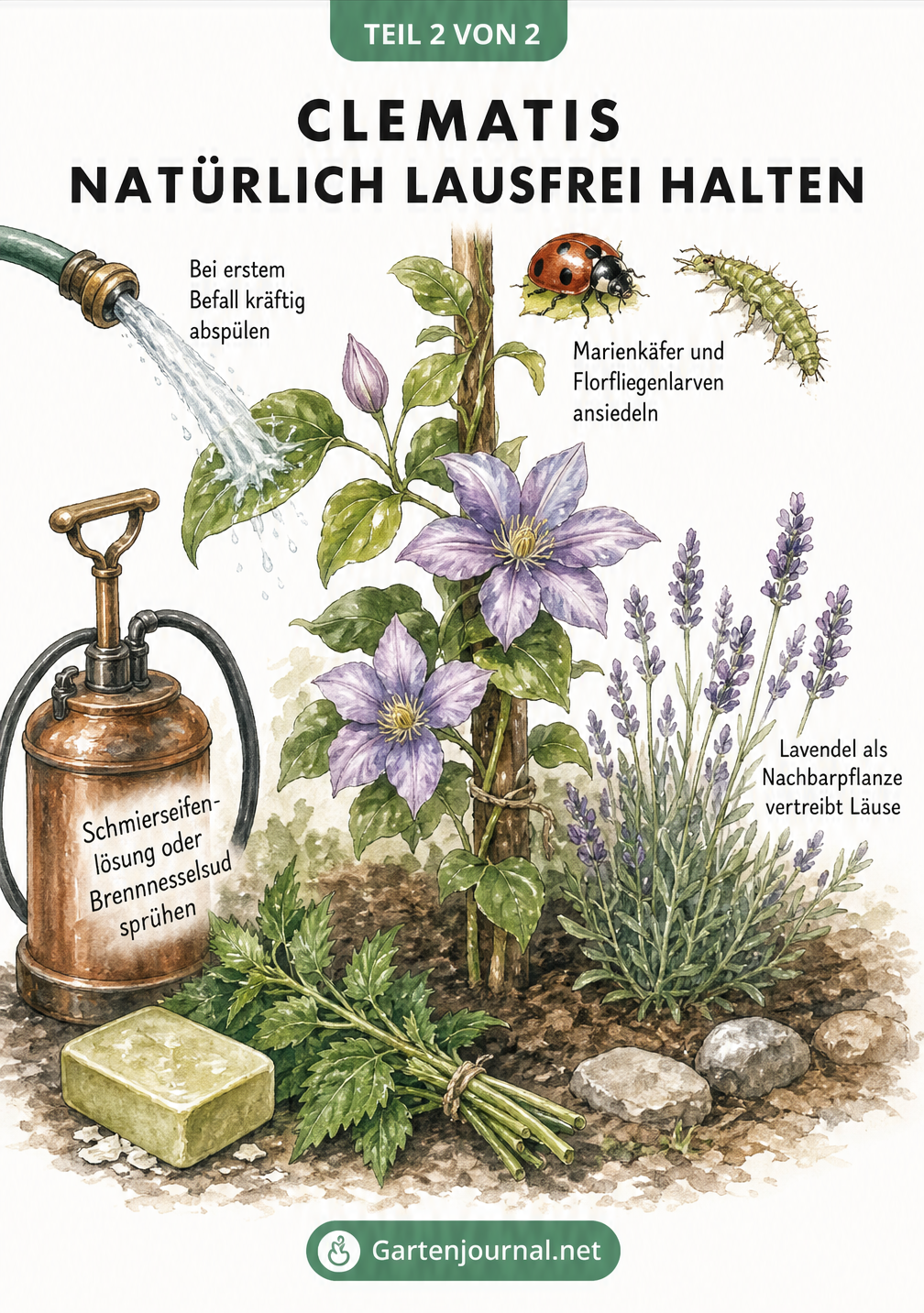Illustration einer Clematis mit Lavendel, Marienkäfer, Florfliegenlarve und Hausmitteln wie Schmierseife gegen Blattläuse