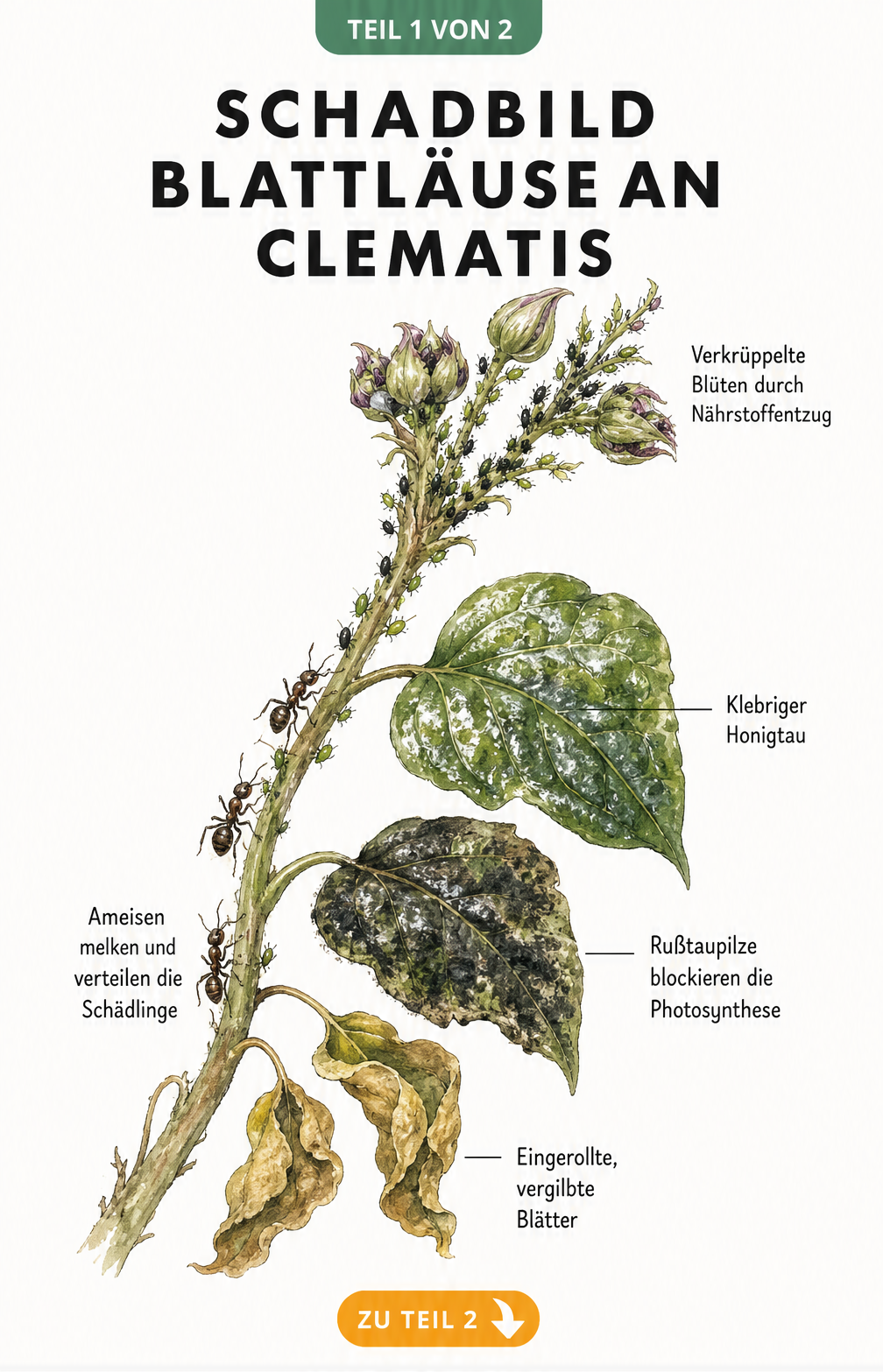 Botanische Illustration eines Clematis-Triebs mit Blattläusen, verkrüppelten Blüten, klebrigem Honigtau und Ameisen