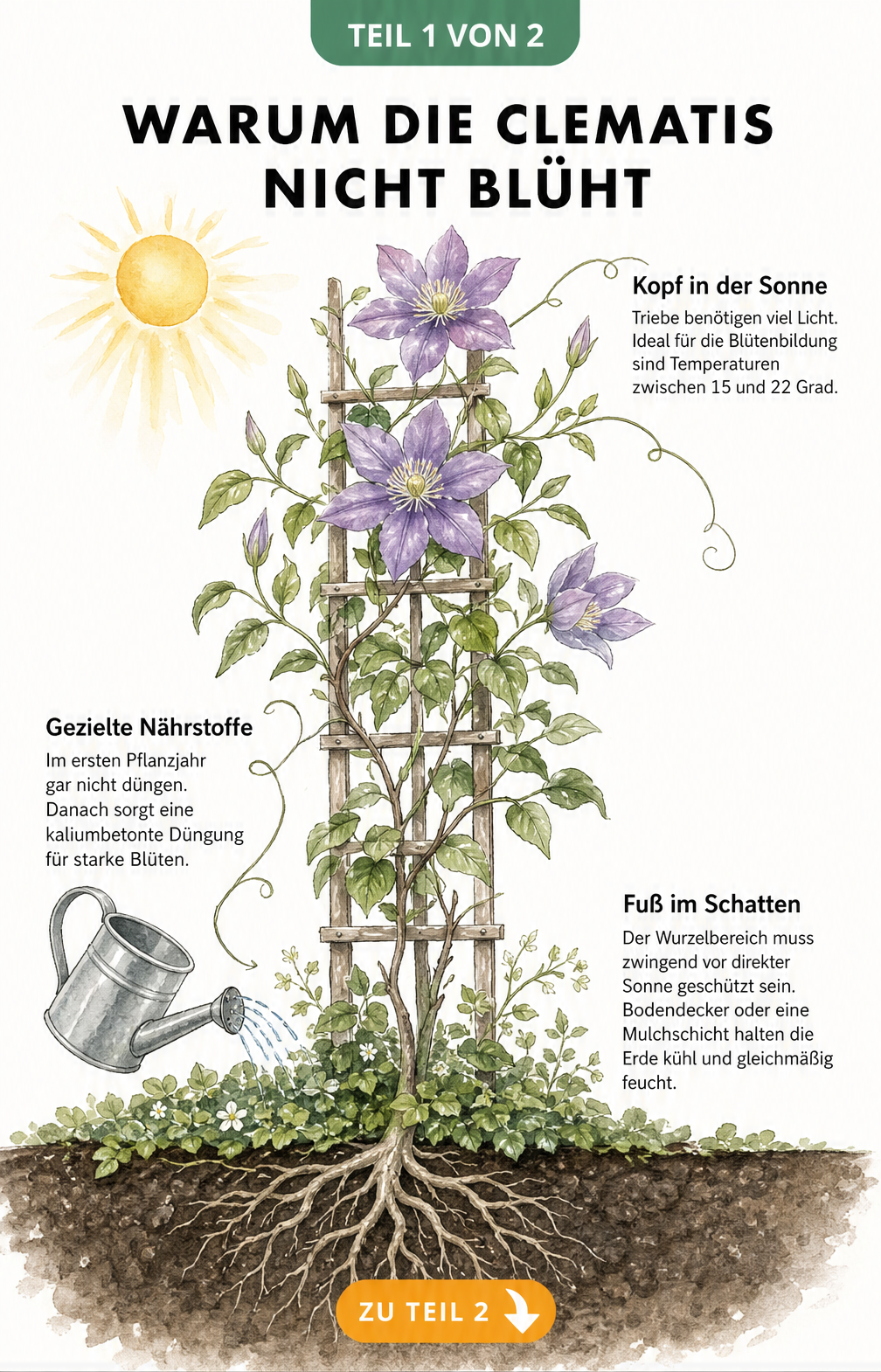 Botanische Illustration einer Clematis mit Hinweisen zu Lichtbedarf, Düngung und schattigem Wurzelbereich