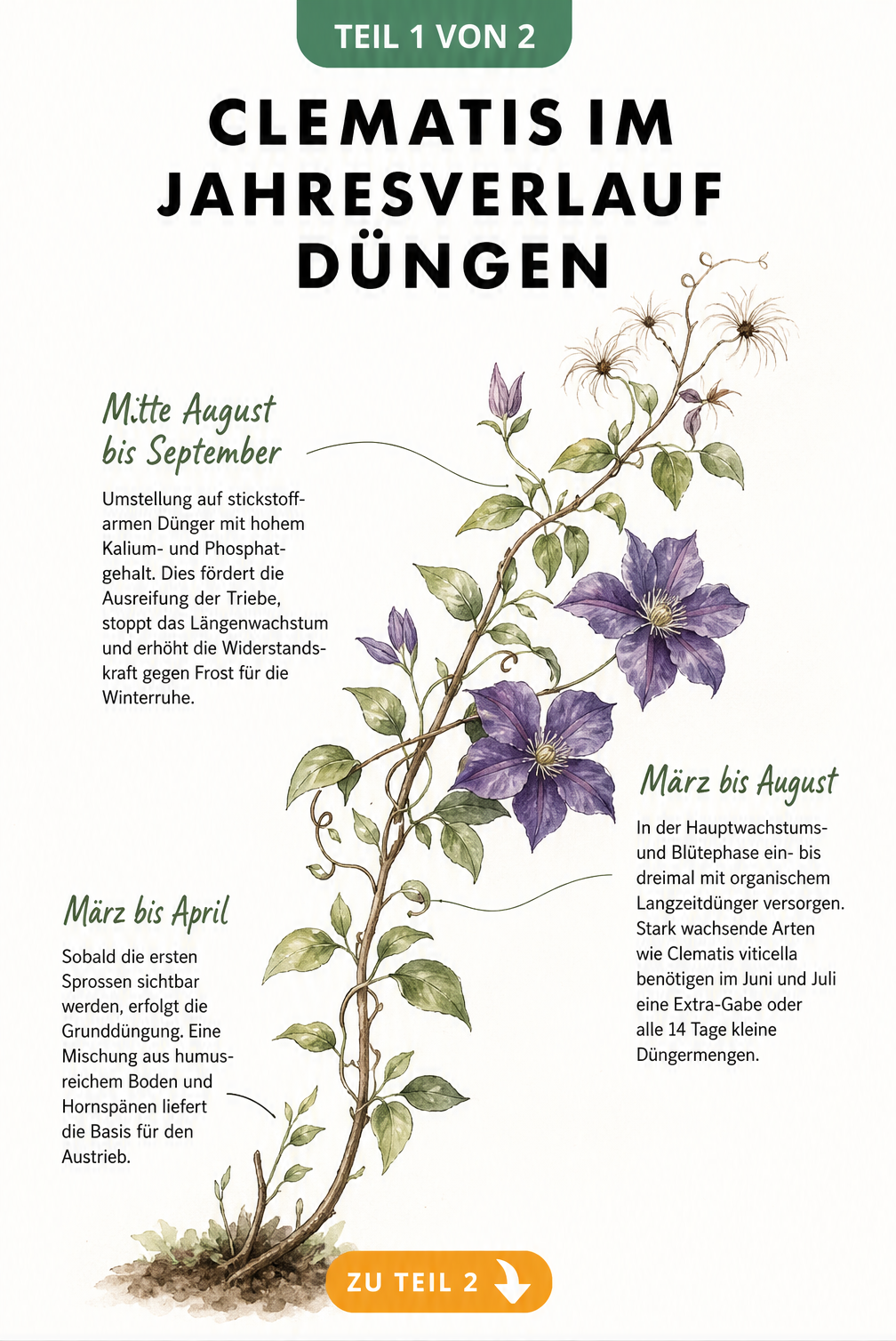 Botanische Illustration einer Clematis-Ranke, die den Düngebedarf im Jahresverlauf von März bis September zeigt.