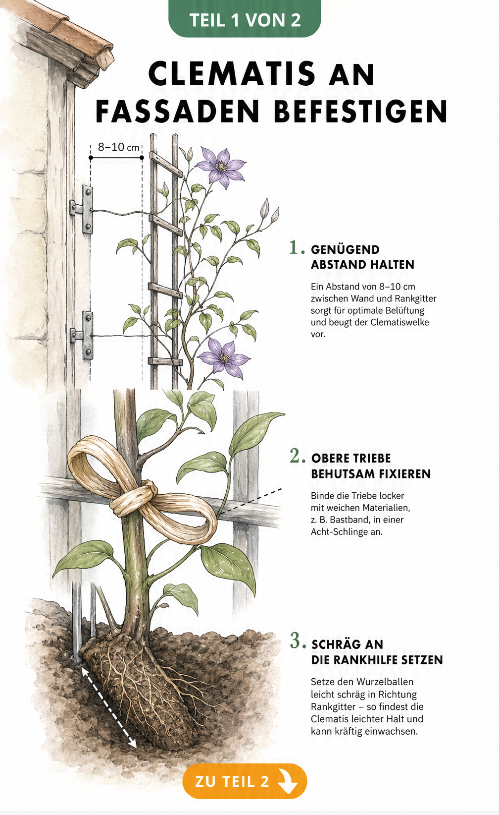 Querschnitt-Zeichnung einer Clematis an einer Hauswand mit Rankgitter, Wandabstand und schräger Pflanzung